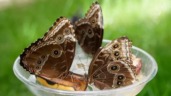 Schmetterlingshaus - Naturnahe Haltung